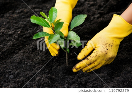 Hand of gardener seedling young a tree sapling in the fertile soil. Hands in yellow gloves is gardening. Farmer planting plants in the ground. Organic Cultivation. Free space for text. Planting ground 119792279