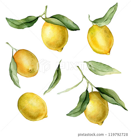 Set of Lemon Fruit and Branch. Hand drawn watercolor illustration of yellow tropical citrus Food on white isolated background. Drawing of lemon tree with green leaves. Set of Lemon Fruit and Branch. Hand drawn watercolor illustration of yellow tropical citrus Food on white isolated background. Drawing of lemon tree with green leaves. 119792728