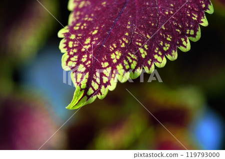 Purple mint flower blooming in autumn Purple mint flower blooming in autumn 119793000
