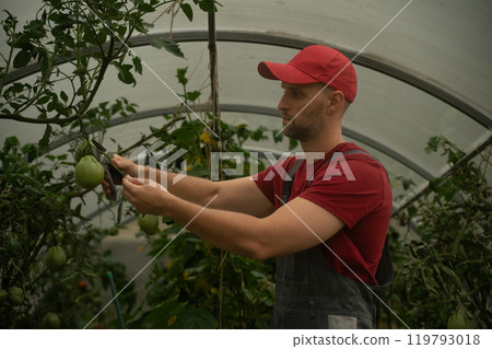 Farmer tying tomato plants in greenhouse 119793018