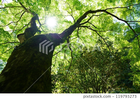 陽光透過京都和束正法寺的秋葉 8 119793273