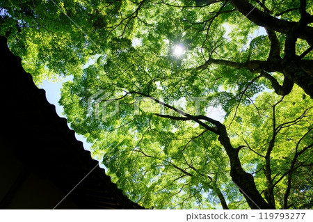 Sunlight filtering through the green leaves of Shohoji Temple in Wazuka, Kyoto 12 119793277