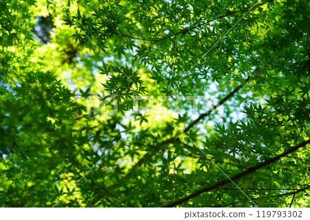 Sunlight filtering through the green maple trees at Shohoji Temple in Wazuka, Kyoto 36 Sunlight filtering through the green maple trees at Shohoji Temple in Wazuka, Kyoto 36 119793302
