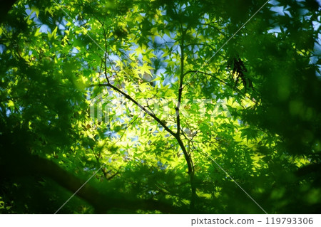 Sunlight filtering through the green maple trees at Shohoji Temple in Wazuka, Kyoto 40 119793306