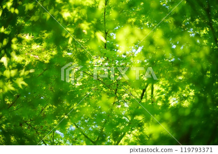 Sunlight filtering through the green maple trees at Shohoji Temple in Wazuka, Kyoto 54 Sunlight filtering through the green maple trees at Shohoji Temple in Wazuka, Kyoto 54 119793371