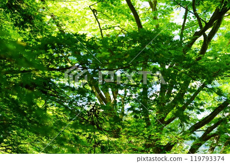 陽光透過正法寺的藍色楓葉，和束，京都 57 119793374