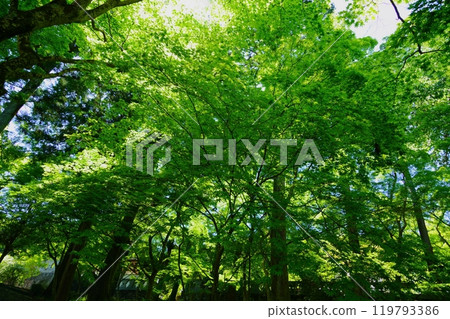 陽光透過正法寺的藍色楓葉,和束,京都 69 陽光透過正法寺的藍色楓葉,和束,京都 69 119793386