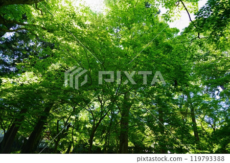 Sunlight filtering through the green maple trees at Shohoji Temple in Wazuka, Kyoto 71 119793388