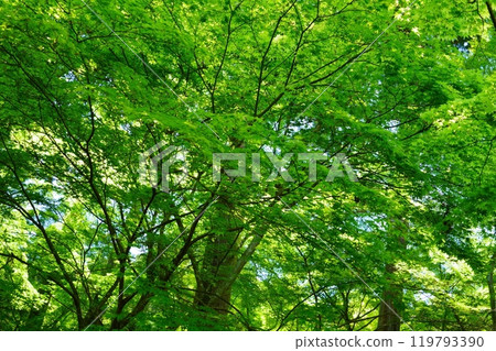 陽光透過正法寺的藍色楓葉，和束，京都 73 119793390