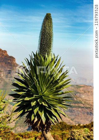 Giant lobelia in Semien or Simien Mountains, Ethiopia Giant lobelia in Semien or Simien Mountains, Ethiopia 119793528
