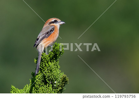 A male shrike, the herald of autumn A male shrike, the herald of autumn 119793756