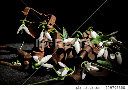 Snowdrops Amongst Rusted Iron 119793868
