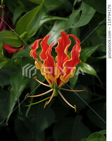 路邊盛開的嘉蘭紅黃花特寫 119794178