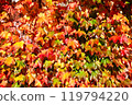 Autumn leaves 119794220