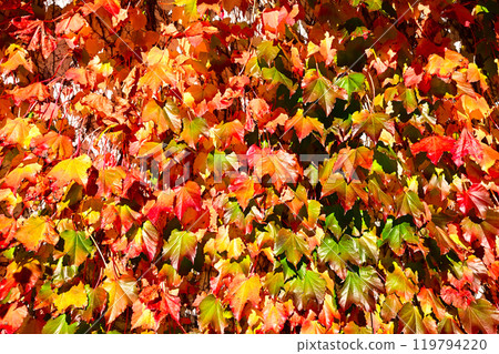 秋天的樹葉 119794220