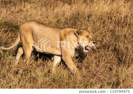 Female lion in the Serengeti 119794975
