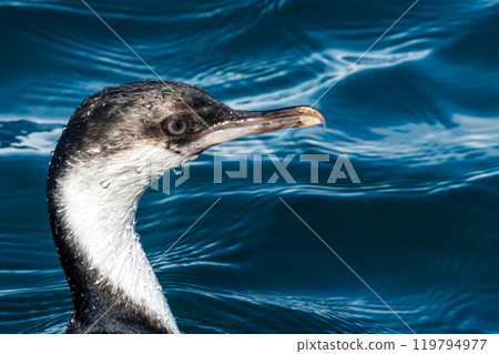 An Antarctic Shag at Mikkelsen Harbour 119794977