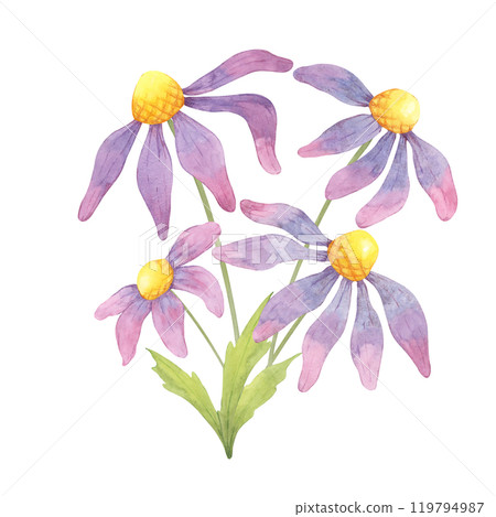 A cluster of purple coneflowers with green leaves in watercolor. Isolated echinacea clipart for herbal wellness products, eco-friendly packaging, or floral-themed stationery, natural remedies 119794987