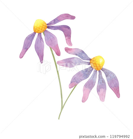 Purple coneflowers in a simple botanical watercolor clipart. Echinacea illustration for enhancing herbal product packaging, natural skincare branding, or custom floral invitations and stationery 119794992