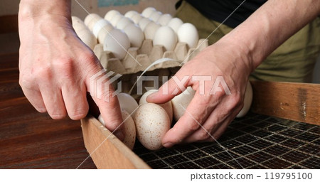 Hands holding spotted beige and white turkey or chicken eggs against background of cardboard trays or pallets standing on natural brown and red wooden table 119795100