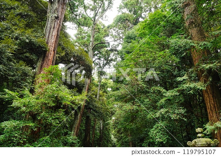 日本 茨城郡 鹿島神社 奧參道 119795107