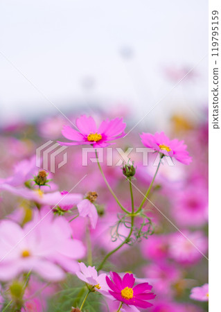 波斯菊田裡盛開的粉紅波斯菊 波斯菊田裡盛開的粉紅波斯菊 119795159