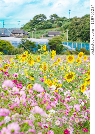 Sunflower blooming in cosmos field 119795284