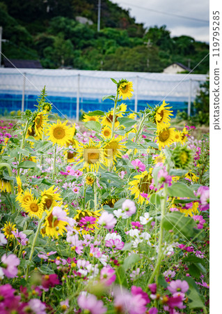 Sunflower blooming in cosmos field 119795285