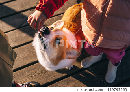 A child feeding a corgi treat while standing on a wooden deck during daylight hours A child feeding a corgi treat while standing on a wooden deck during daylight hours 119795363