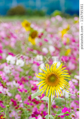 Pink cosmos and yellow sunflowers blooming in a cosmos field 119795381