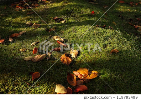 Autumn Moss Autumn Moss 119795499