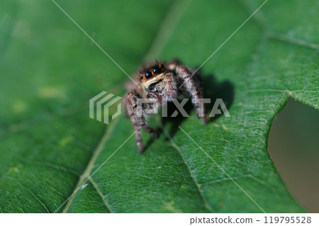 Jumping spider waiting for prey on a leaf 119795528