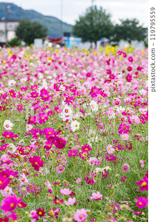 與波斯菊花的風景 119795559