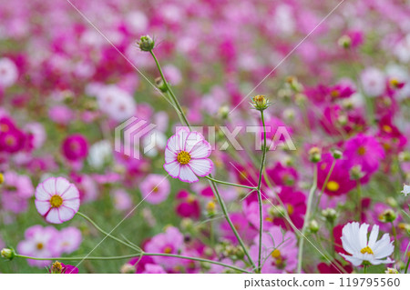 與波斯菊花的風景 119795560