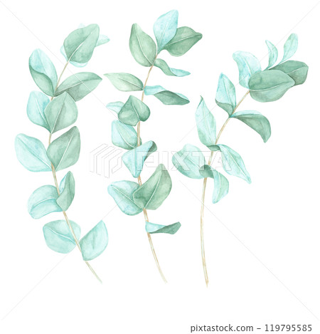 Trio of eucalyptus branches with soft green leaves. Eucalyptus cinerea, silver dollar twigs. Isolated watercolor clipart perfect for wedding invitations, organic product labels, botanical prints 119795585