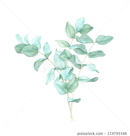 Eucalyptus branches arrangement with subtle green leaves. True blue eucalyptus twigs. Isolated watercolor clipart for use in spa product packaging, wellness brochures, or botanical art prints Eucalyptus branches arrangement with subtle green leaves. True blue eucalyptus twigs. Isolated watercolor clipart for use in spa product packaging, wellness brochures, or botanical art prints 119795586