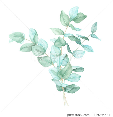 Arrangement of eucalyptus branches with light blue-green leaves. Silver dollar eucalyptus watercolor clipart for eco-friendly branding, nature-themed decor, or holistic health promotional materials Arrangement of eucalyptus branches with light blue-green leaves. Silver dollar eucalyptus watercolor clipart for eco-friendly branding, nature-themed decor, or holistic health promotional materials 119795587