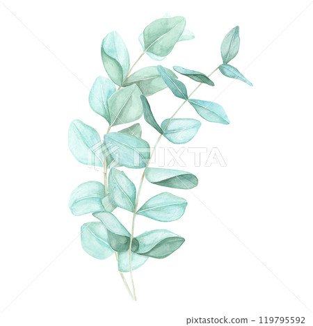 Arrangement of two eucalyptus branches with blue-green leaves. Isolated eucalyptus cinerea watercolor clipart for use in aromatherapy product packaging, holistic health and wellness brochures 119795592