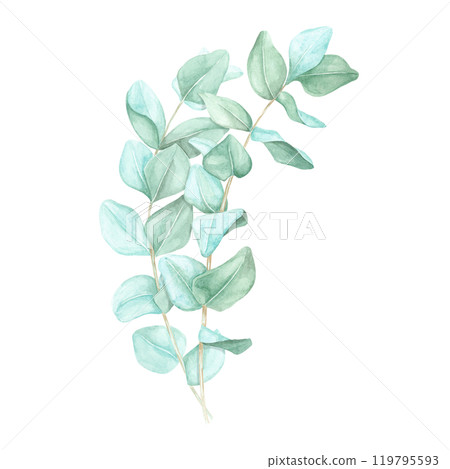 Bouquet of two eucalyptus branches with pale green leaves. True blue or silver dollar eucalyptus twigs. Isolated watercolor clipart for botanical-themed skincare packaging, or organic product labels Bouquet of two eucalyptus branches with pale green leaves. True blue or silver dollar eucalyptus twigs. Isolated watercolor clipart for botanical-themed skincare packaging, or organic product labels 119795593