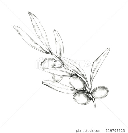 Simple, clean pencil drawing clipart of a single olive branch with leaves and fruit. Great for minimalist design projects, logo creation, and product packaging where a touch of nature is desired Simple, clean pencil drawing clipart of a single olive branch with leaves and fruit. Great for minimalist design projects, logo creation, and product packaging where a touch of nature is desired 119795623
