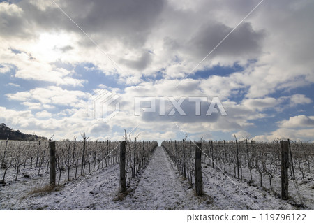 Winter vineyard near Mikulov, Palava region, Southern Moravia, Czech Republic Winter vineyard near Mikulov, Palava region, Southern Moravia, Czech Republic 119796122