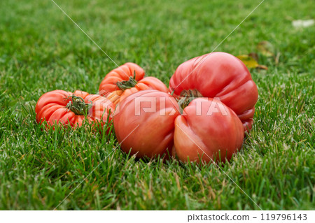 Red tomatoes on the green grass background Red tomatoes on the green grass background 119796143