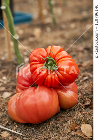 Red tomatoes on the ground, greenhouse background Red tomatoes on the ground, greenhouse background 119796146
