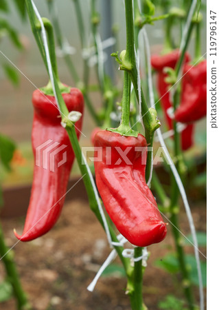 Red chilli peppers, green greenhouse background 119796147