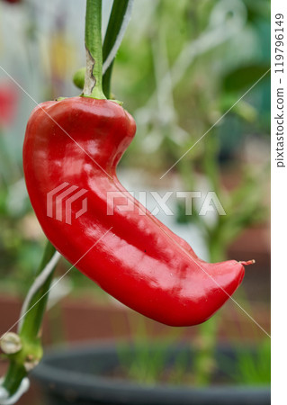 Red chilli peppers, green greenhouse background 119796149