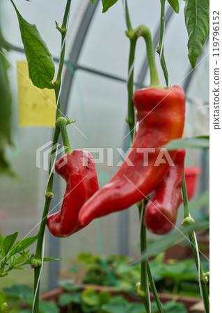 Red chilli peppers, green greenhouse background Red chilli peppers, green greenhouse background 119796152