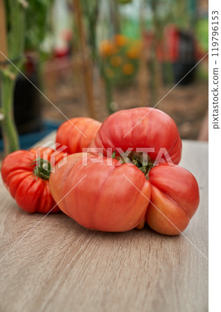 Red tomatoes on the wooden board, green greenhouse background Red tomatoes on the wooden board, green greenhouse background 119796153