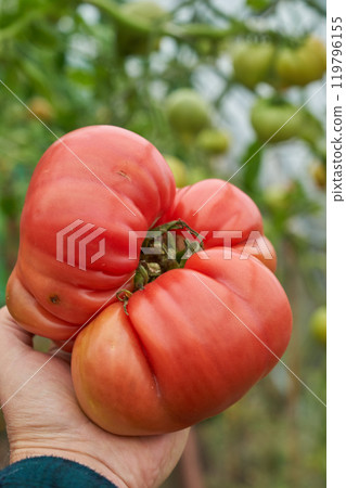 Red tomatoes man holding hand, green greenhouse background Red tomatoes man holding hand, green greenhouse background 119796155