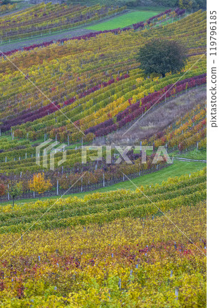 Autumn vineyard near Cejkovice, Southern Moravia, Czech Republic 119796185