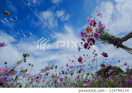 Cosmos fields in Saitama Cosmos fields in Saitama 119796234